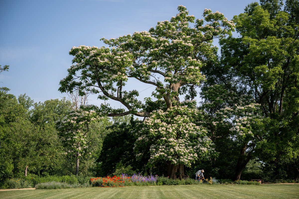 There's always something growing at Monticello—but May is when the gardens begin to truly flourish.🌼 Here's your reminder to check out our 'In Bloom at Monticello' page to see what's currently blooming and fruiting around the historic mountaintop! 🔗: bit.ly/4b4S3SG