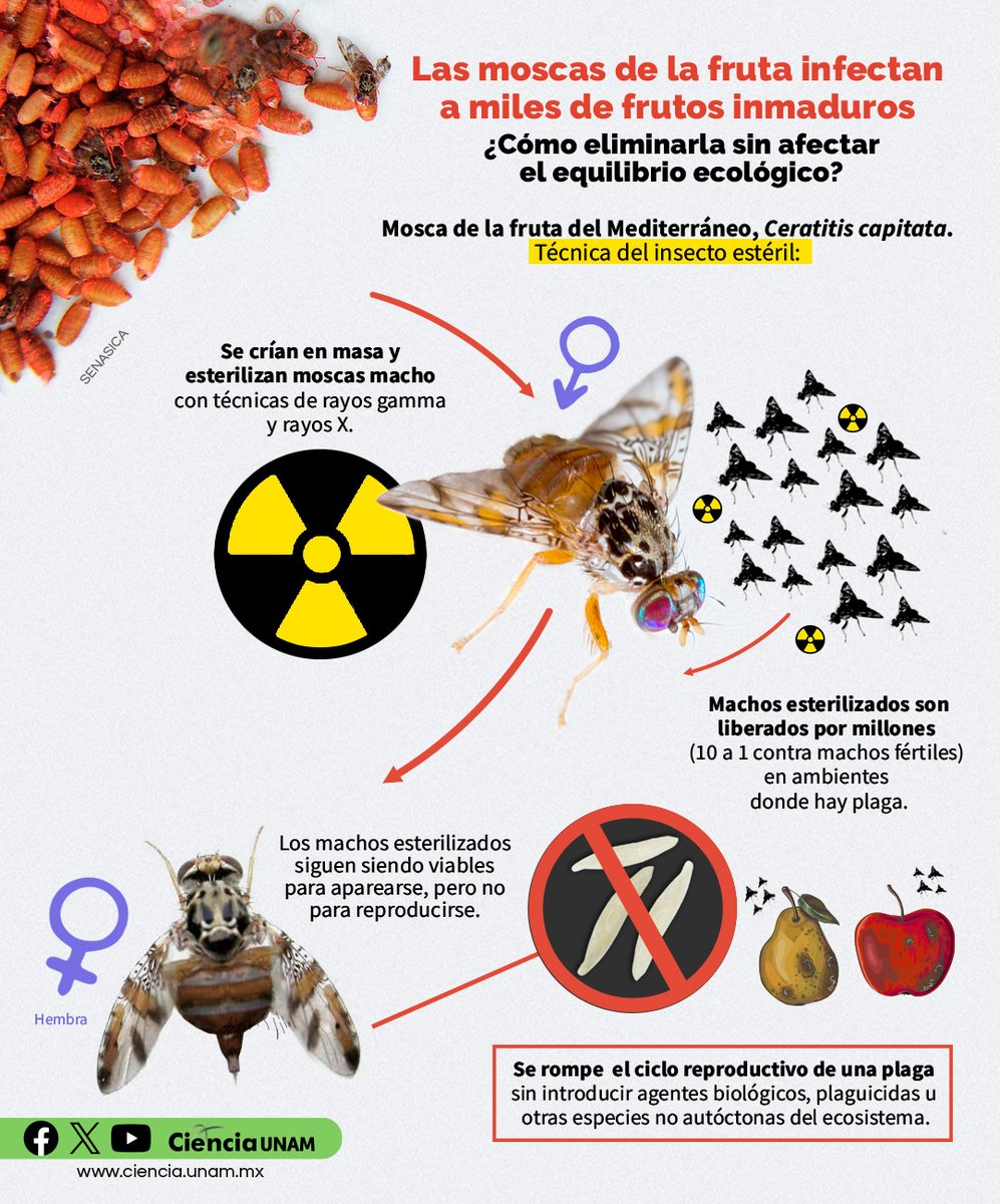 #AmbienteyNaturaleza | Las #moscas de la fruta pueden afectar nuestros alimentos, pero extinguirlas no es una solución viable porque cumplen su función en el equilibrio ecológico. Te contamos de la técnica del #insecto estéril: lc.cx/S5eqpd