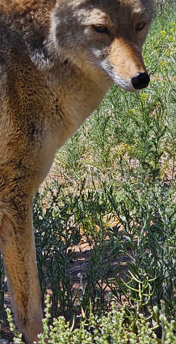 Coyotes are remarkable creatures of the natural world with strong abilities to adapt! Look out, coyotes are always harbingers of events and omens to come! They hold many messages and are very wise. I have had many experiences with these fascinating critters! #Coyotes