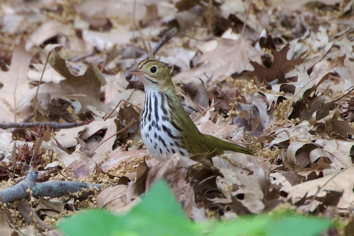 A little afternoon birding in Riverside Park and saw a Northern Parula and a spunky little juvenile Ovenbird. #birding #birdwatching #birdtwitter #birdcpp #springmigration @RiversideParkNY