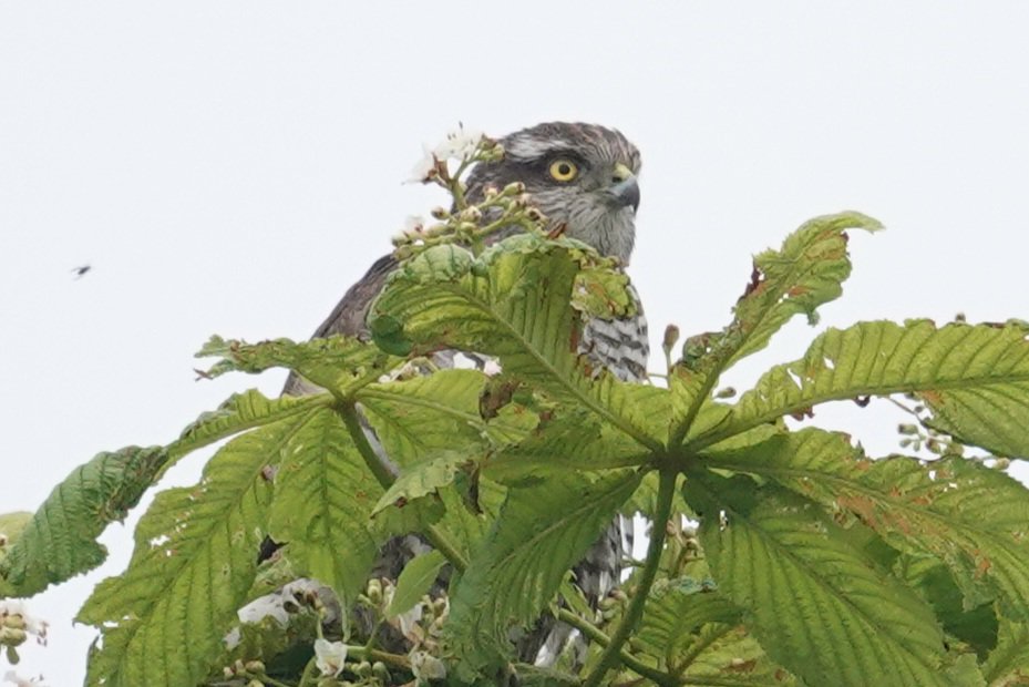 Better views of the female Sparrowhawk