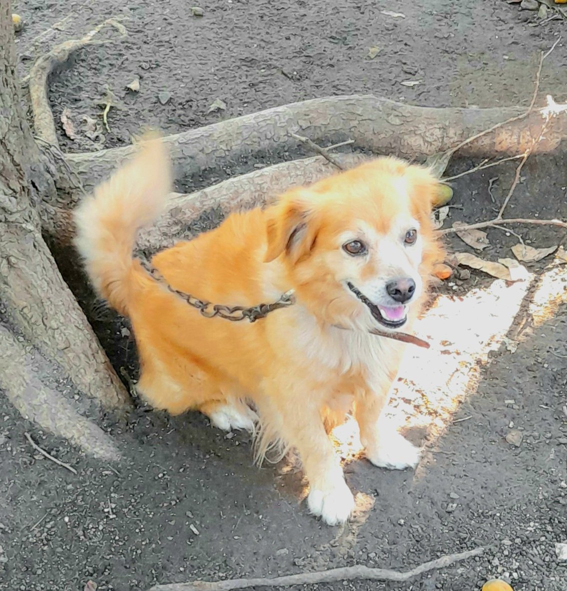 Lamentablemente, después de más de 2 semanas enfermito, Loki falleció hoy al mediodía. 
Lo tuve por casi 14 años, fue mi primer amigo y le tuve demasiado cariño. 
No puedo evitar pensar que pude haber hecho más por el. 
Espero que estés en un lugar mejor, y hasta pronto... 💔