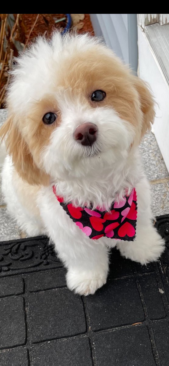 Let's find out who the champion is for <a href="/SpintunesC/">Spintunes Contest</a> 22! 

Tonight's the Bonus round - Monday May 6th at 10p EST. Drop in to hear 10 cover songs as Micah announces the champ for #22! 

I hope to see you in the chat.

youtube.com/watch?v=N3LOKu…