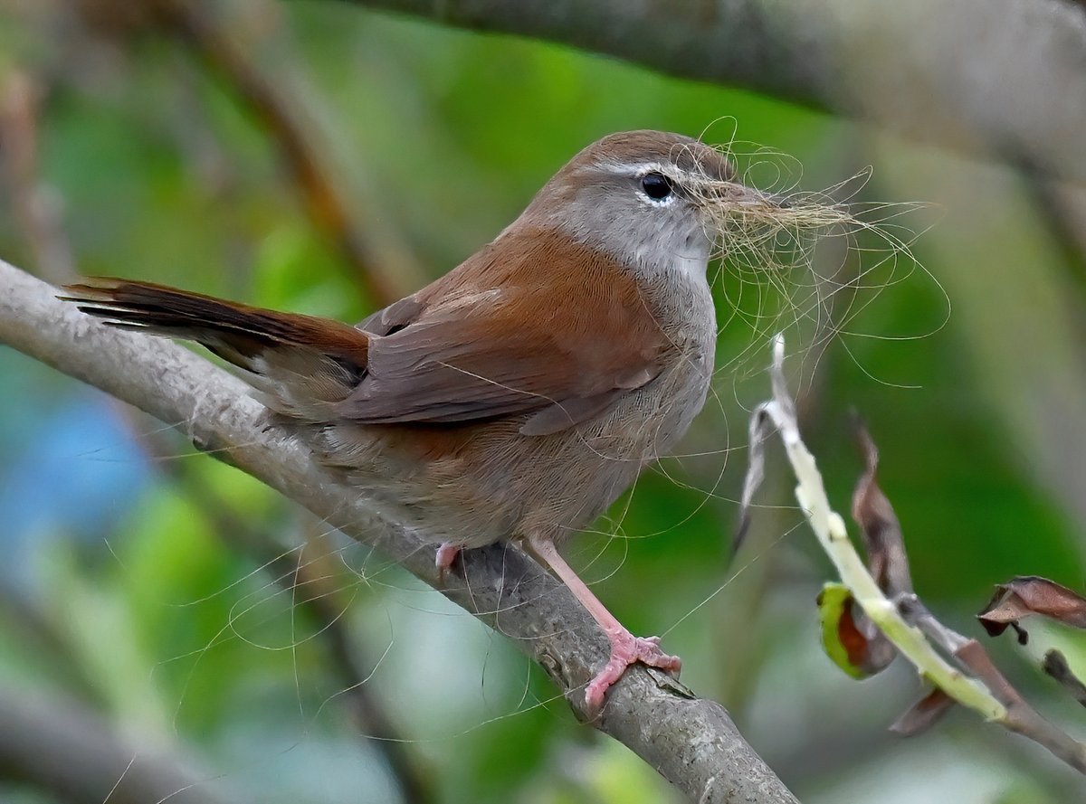 An elusive Cetti's Warbler with nesting material! 😍
 Taken this weekend at Steart Marshes in Somerset. 🐦