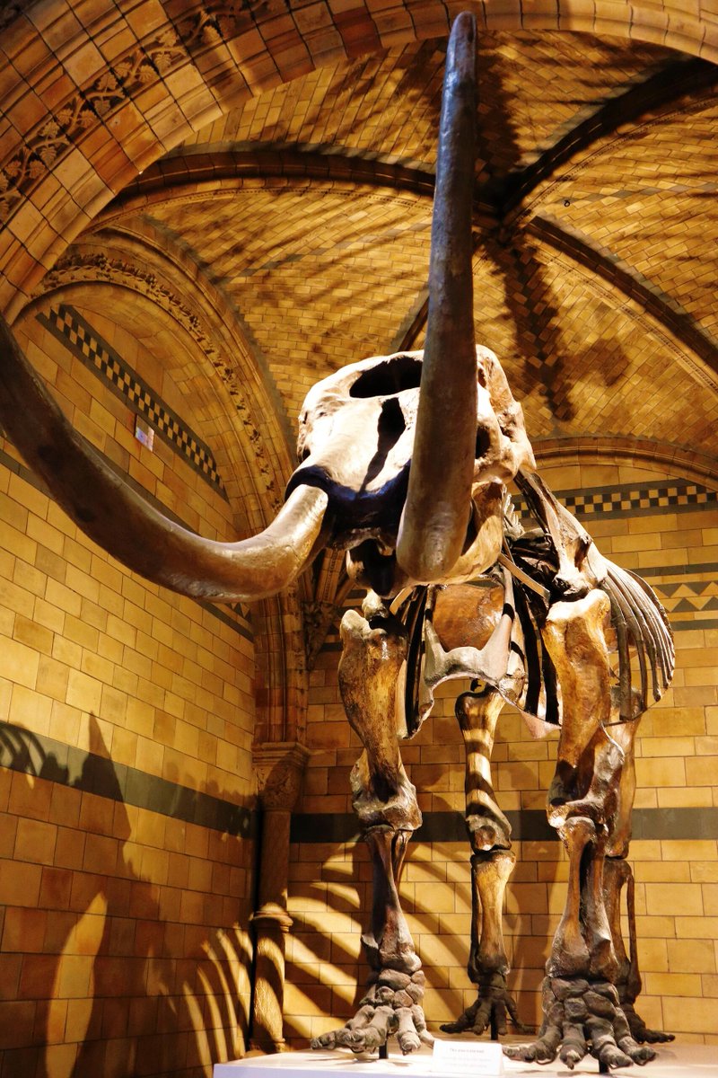 SimoneMesse's tweet image. The Natural History Museum building itself is a work of art❣️