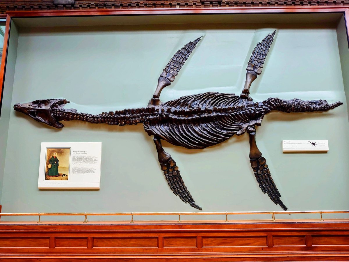 SimoneMesse's tweet image. The Natural History Museum building itself is a work of art❣️