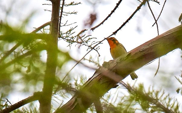 Woot! Got some bad pics of the blackburnian warbler!!