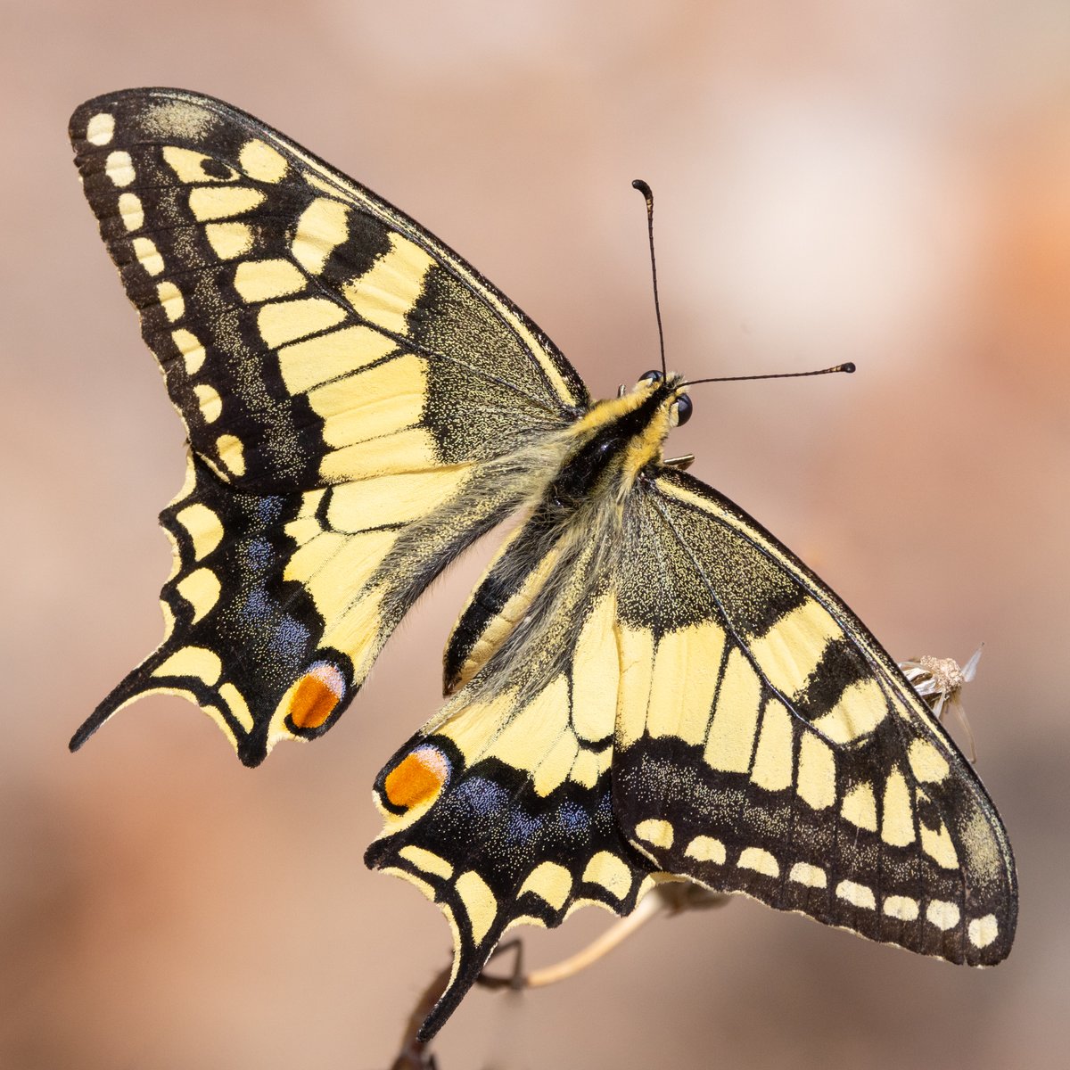 Swallowtail butterfly Alentejo, Portugal