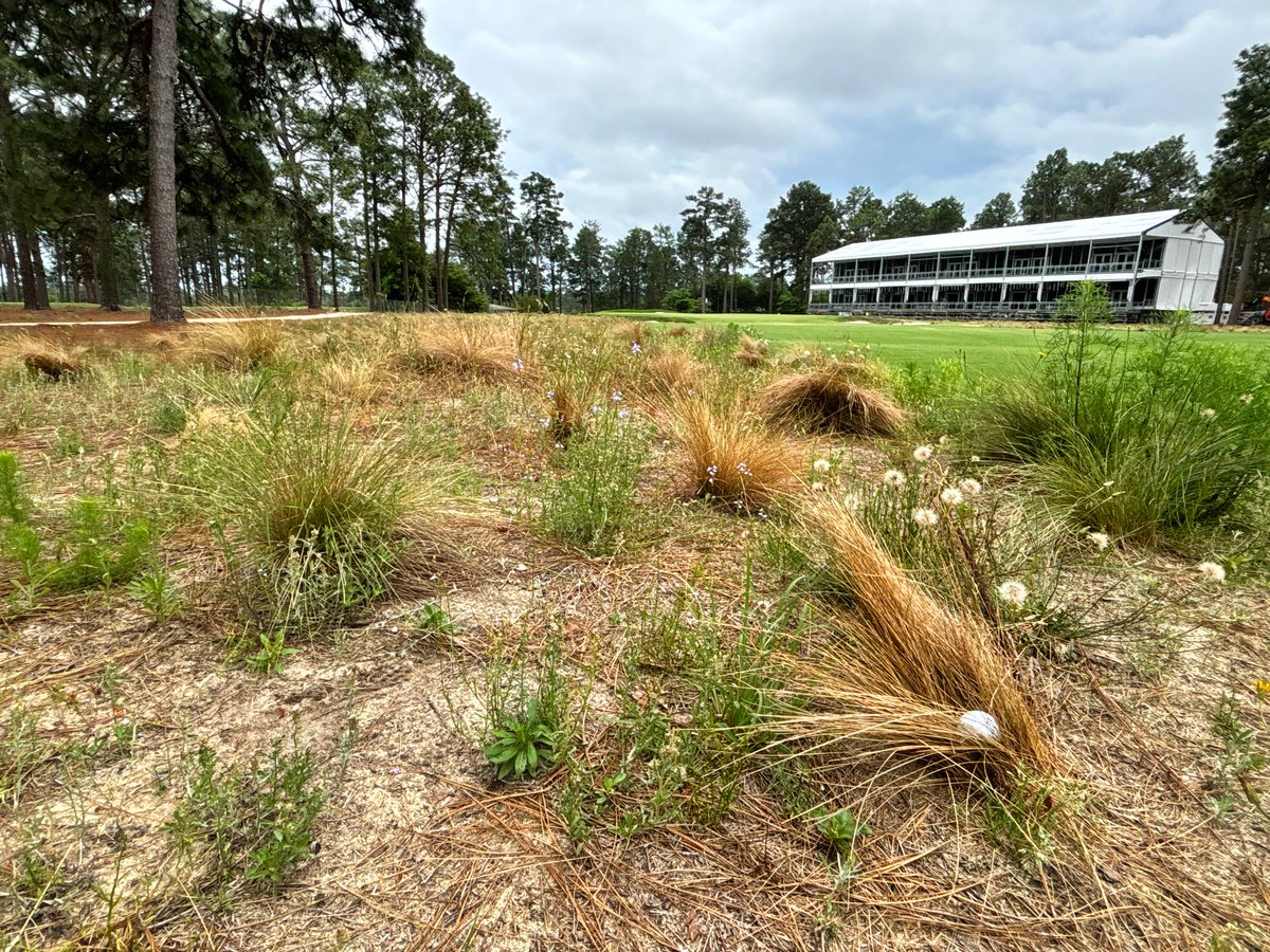 The very essence of the Coore & Crenshaw restoration of The Deuce @PinehurstResort from 2010-11: No more uniform Bermuda rough. Maybe you get a clean lie. Maybe you're screwed. And that's not a hotel to the right of 10th green. Just an entertainment venue for @usopengolf.