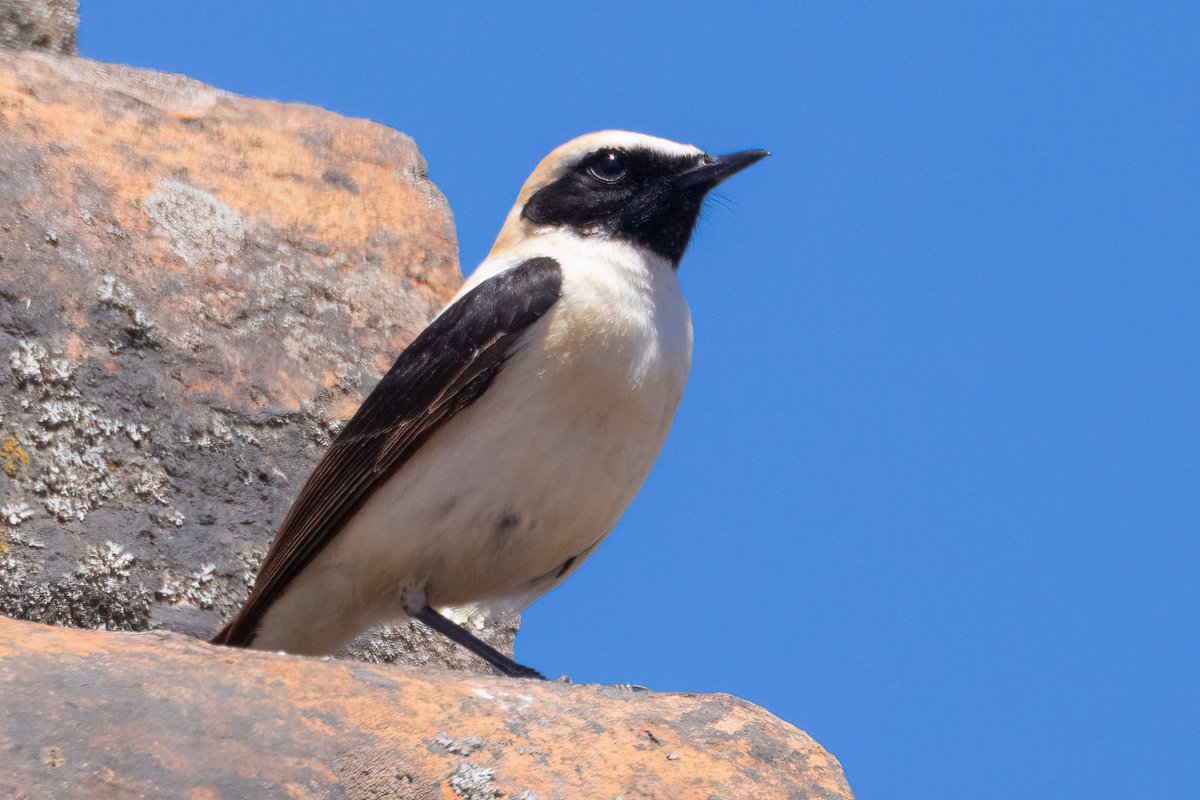 Black-eared Wheatear Alentejo, Portugal