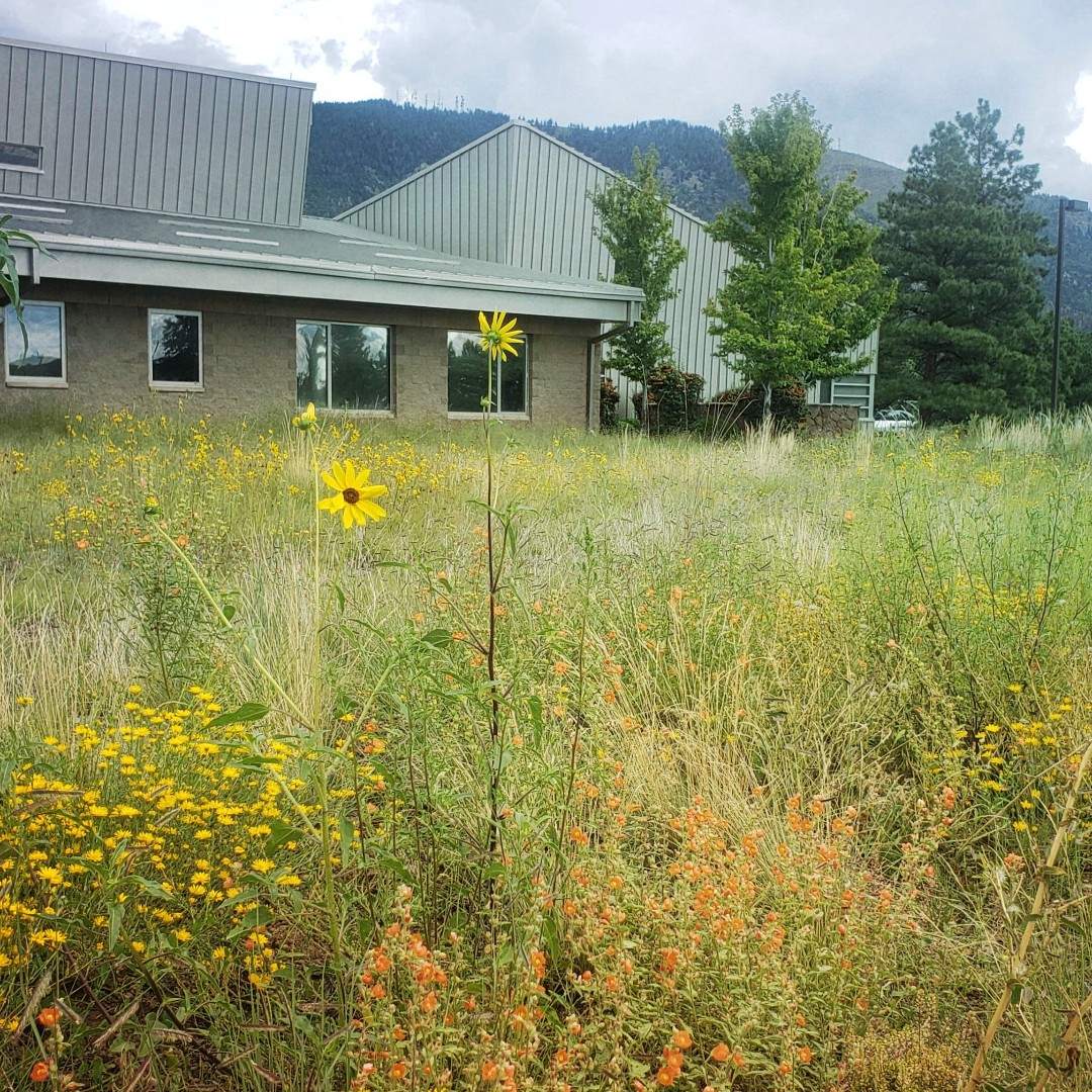 Happy National Wildflower Week from Astrogeology! #Wildflowers #Nature