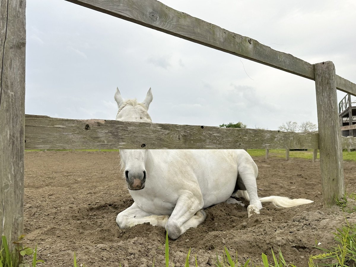 トレーニングさぼり中の容疑者Ａ

雨が降る前に運動しよーよぉ
(´・ω・｀)

#lovehorses  
#馬のルナ
#こんなこいるかな #やだもん