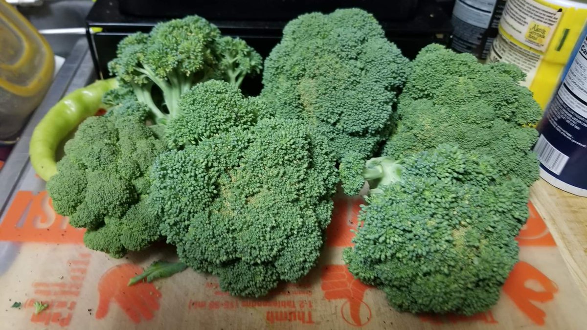 Harvested the broccoli from the garden today. #gardening #freshfood