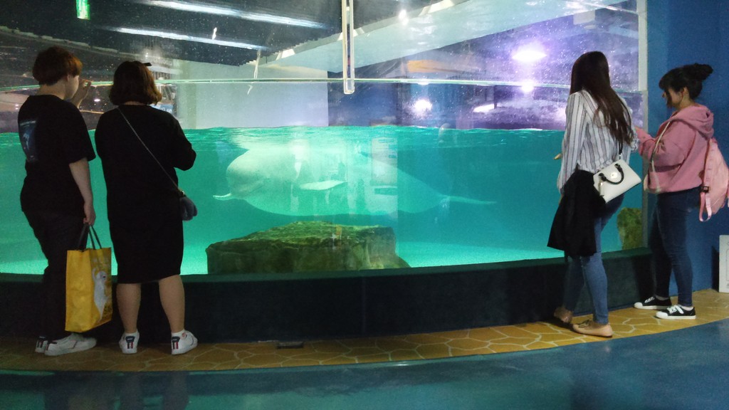 In partnership with Hot Pink Dolphins, we are asking Lotte World Aquarium to stand behind their pledge to rehabilitate and evaluate Bella for release into the wild. Sign the #petition at: bit.ly/SaveBellaBeluga

Photo: Hot Pink Dolphins
#DolphinProject #EmptyTheTanks