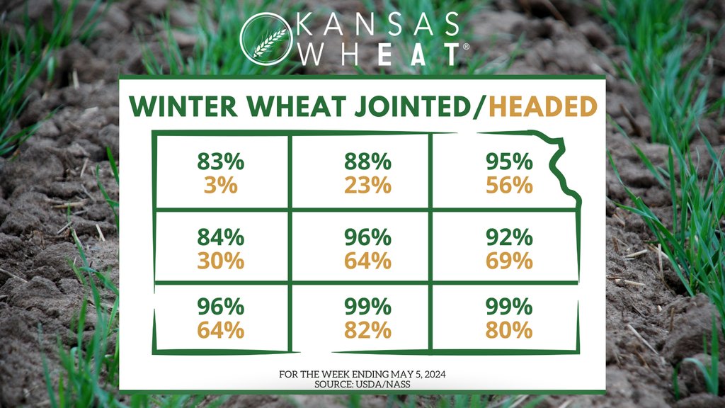 Winter #wheat jointed was 93%, well ahead of 73% last year, and ahead of 80% for the five-year average. Headed was 54%, well ahead of 26% last year and 21% average. According to @usda_nass.