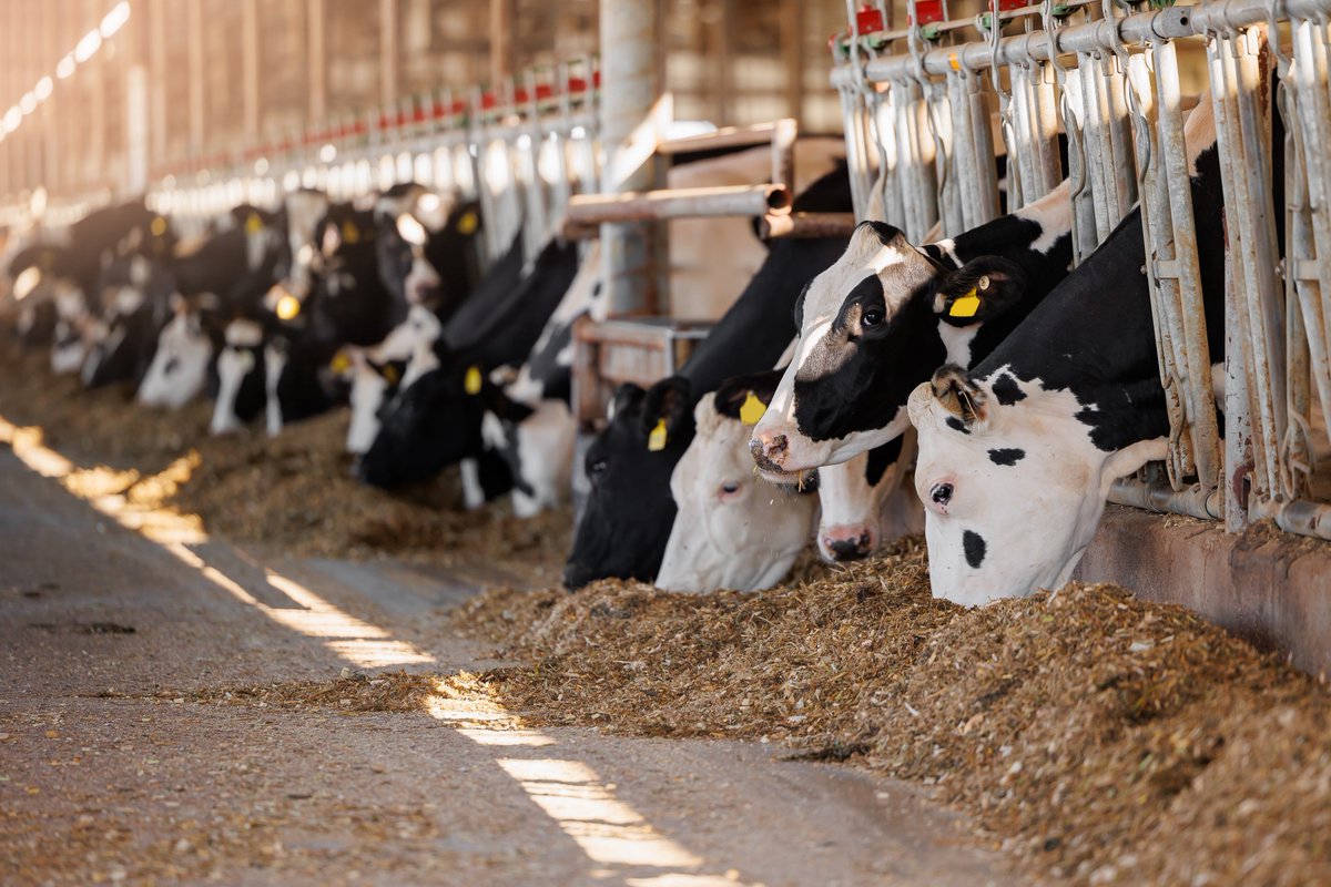 Have questions on #avianinfluenza, including the recent outbreak of the disease in U.S. dairy cows? IDSA's new webpage provides resources and information for the public and clinicians: idsociety.org/AvianFlu