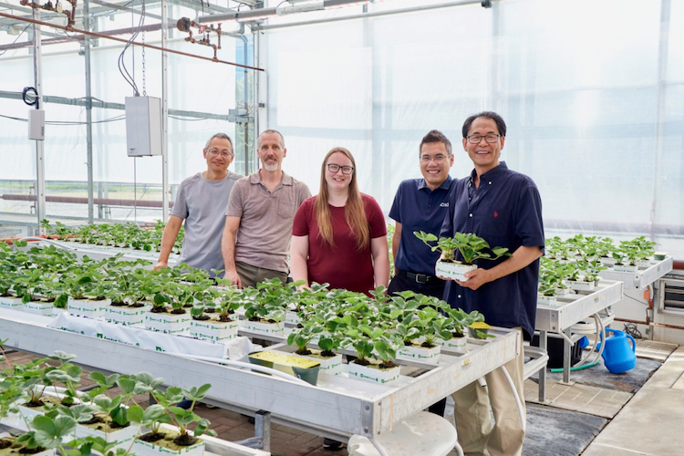 2 U of Guelph teams, including experts from Mucci Farms, are exploring how to extend the season for greenhouse-grown strawberries. hey are part of the Weston Family Foundation’s Homegrown Innovation Challenge. @ontarioberries @uofg @homegrownIC @MucciFarms thegrower.org/news/u-guelph-…
