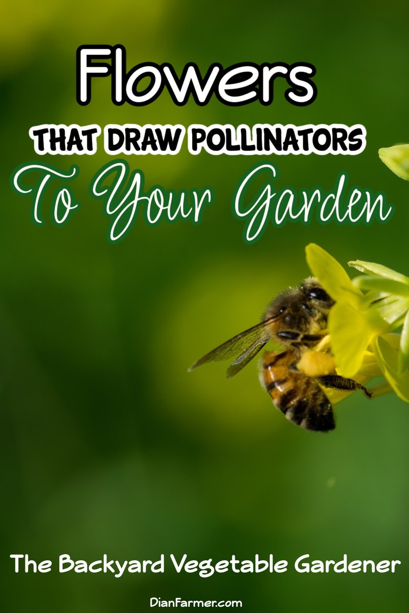 Create a vibrant garden by planting flowers that attract bees and butterflies, bringing beauty and pollination to your outdoor space.

dianfarmer.com/flowers-to-dra…
#pottedgarden #gardeningismytherapy #ediblegarden #organicgarden