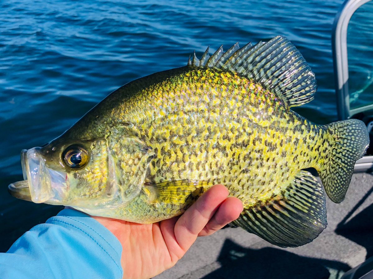 Who else like catching big slabs? 

#panfishparadise #ottertailcounty #anotherCrappieday #minnesota