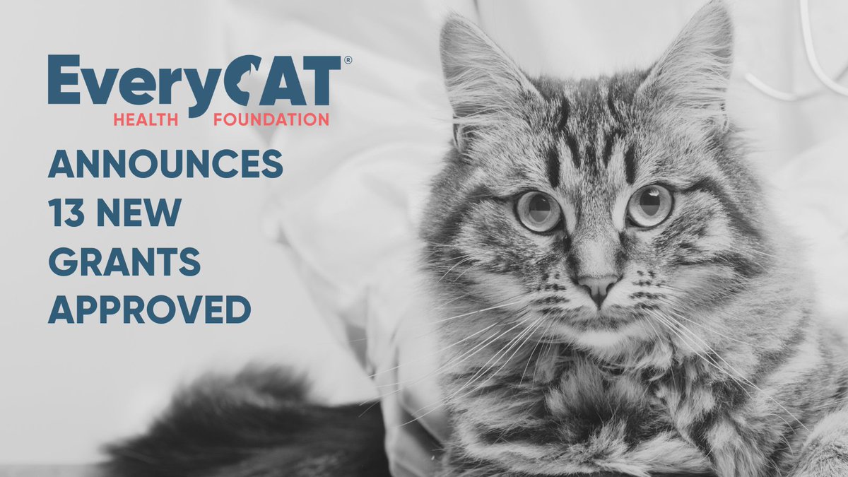 EveryCat Health Foundation announces the approval of 13 new grants- 2024 Spring Grant Cycle. 

ow.ly/Veov50Ry1cy

Thanks to @AVMFvets and @DDAF_org for sponsoring grants in this cycle. 

#everycathealth #cathealth #cat #cats #felinehealth #felinemedicine