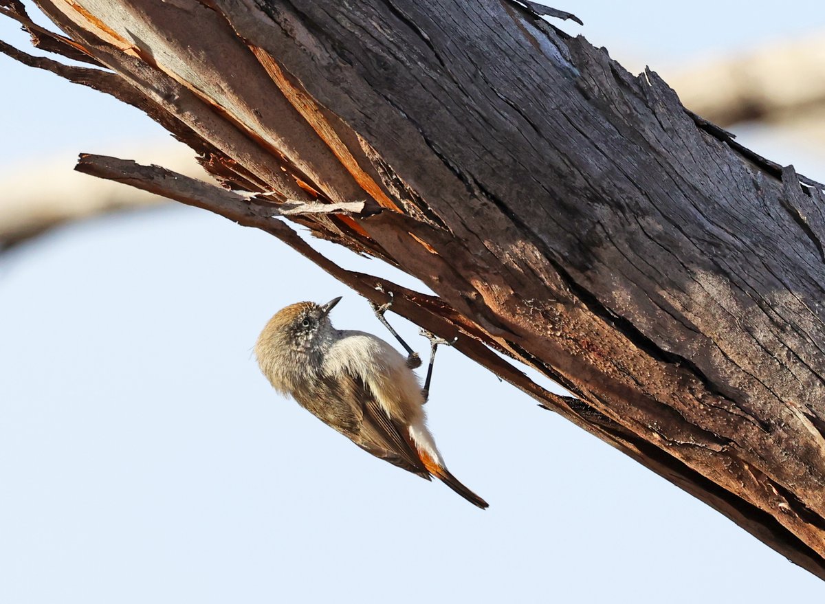 Upside down Miss Jane!
A chestnut-rumped thornbill at Gluepot Reserve.