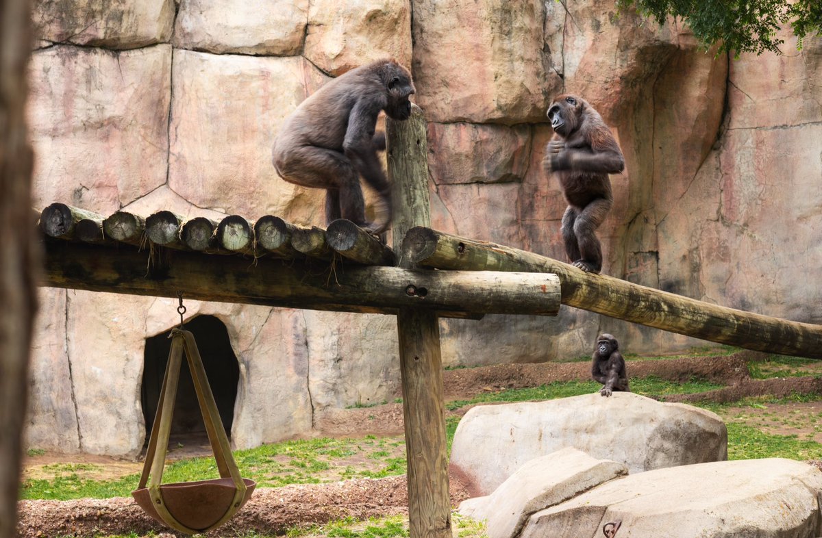 Just three gorillas horsin’ around! 🦍 Bukavu and Gus were playing, Bukavu beating his chest to signal play time, while a little Bruno watches closely from the sidelines. 😊