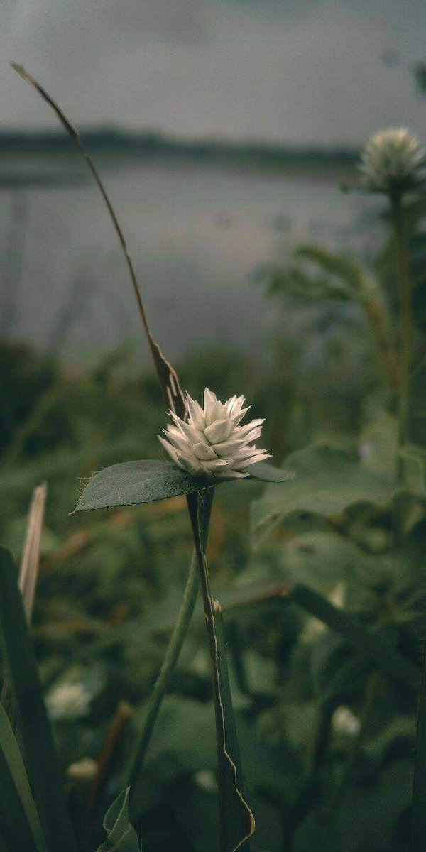 HINA SULEMAN tweet media