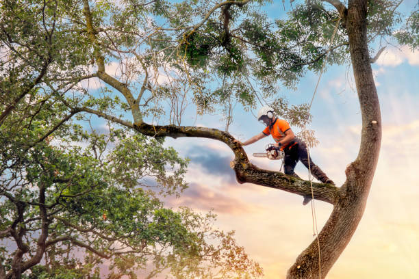 Did you know? The practice of arboriculture dates back to ancient civilizations, where trees were not only cultivated for food but also strategically planted for shelter and to demarcate boundaries.