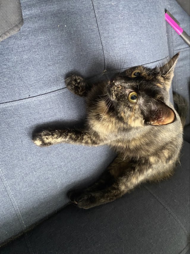 URGENT! Please share widely. Alice has received very little attention on social media so will soon be moved to our adoption center at Pet Supplies Plus in Wall, NJ. She needs to find her forever home as she has waited far too long! This gorgeous tortoiseshell girl is only a