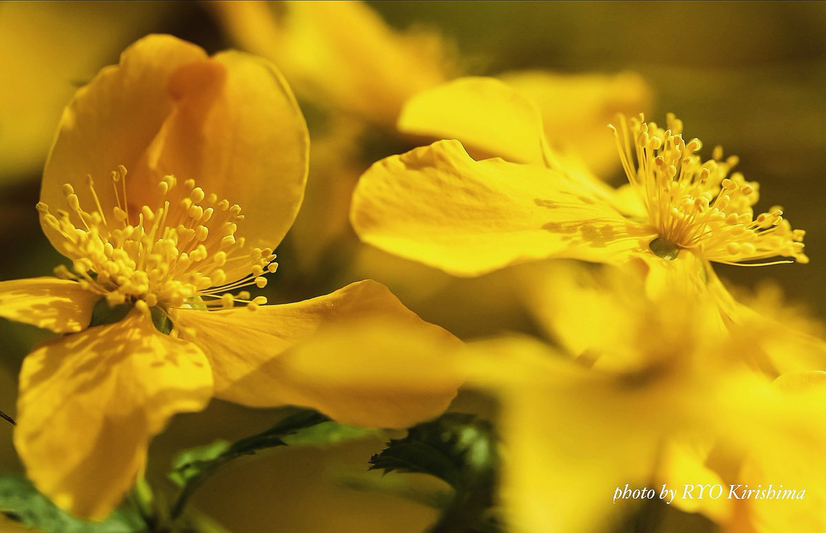 毎年のことながら、山吹を見ると嬉しくて撮り過ぎてしまう。
私のなにを刺激するんだろう？

#北海道大学植物園 #山吹 #花 #カメラ散歩 #photo #flower #nature #写真撮ってる人と繋がりたい #花好きな人と繋がりたい #ファインダー越しの私の世界 #キリトリセカイ #ダレカニミセタイハナ