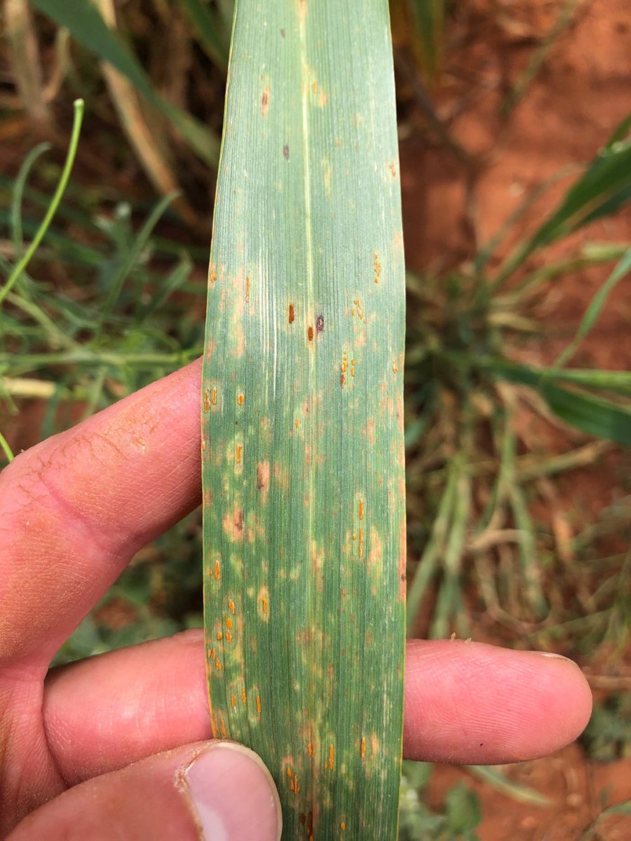#heretohelp 🦠...and so the pathology party begins? Crown rust or leaf rust found in oats at Yass, Dunedoo & Delungra. The disease favoured by early sowing & warm temps (15-22'C). 🧐Get out & have a look... Concerned? Contact the @nswdpi pathology team @GRDCNorth @theGRDC