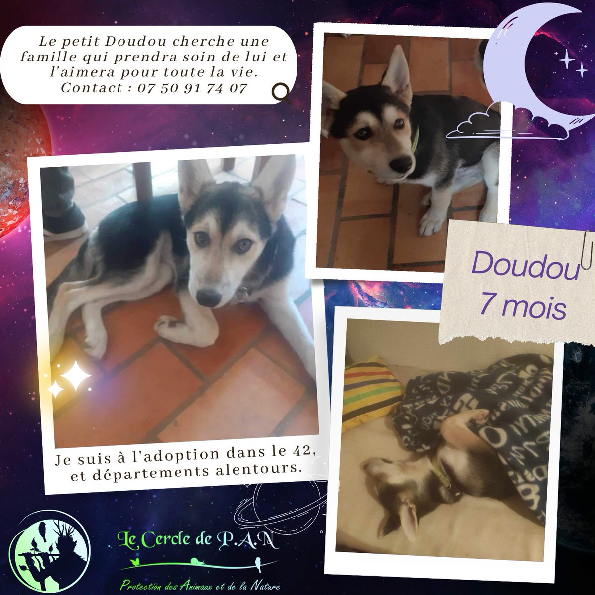 [🐾 🙏🏻DOUDOU CHERCHE UNE FAMILLE (42) 🚨] 🐶Doudou est un adorable #chien de 7 mois. Issue d’une portée indésirée le monsieur ne souhaite pas le garder.L'éducation de Doudou est à faire de A à Z 👉Une rencontre est faite au préalable avec les potentielles familles adoptantes