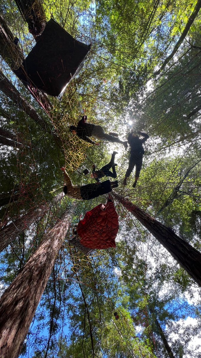 have you ever been to a redwood forest?