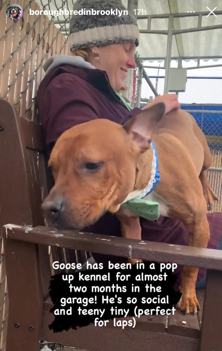 ￼￼ 🫶🏻GOOSE ￼￼ #NYCACC🚨🚨🚨 🆘🆘🆘To be killed 5/7 -Found tied up w/ a cord & neck wounds in the park -Well behaved, friendly & energetic -He loves snacks￼, especially ￼🥜butter & sitting in your lap along for a few belly rubs -Pls #PLEDGE #FOSTER #ADOPT Info below⬇️⬇️