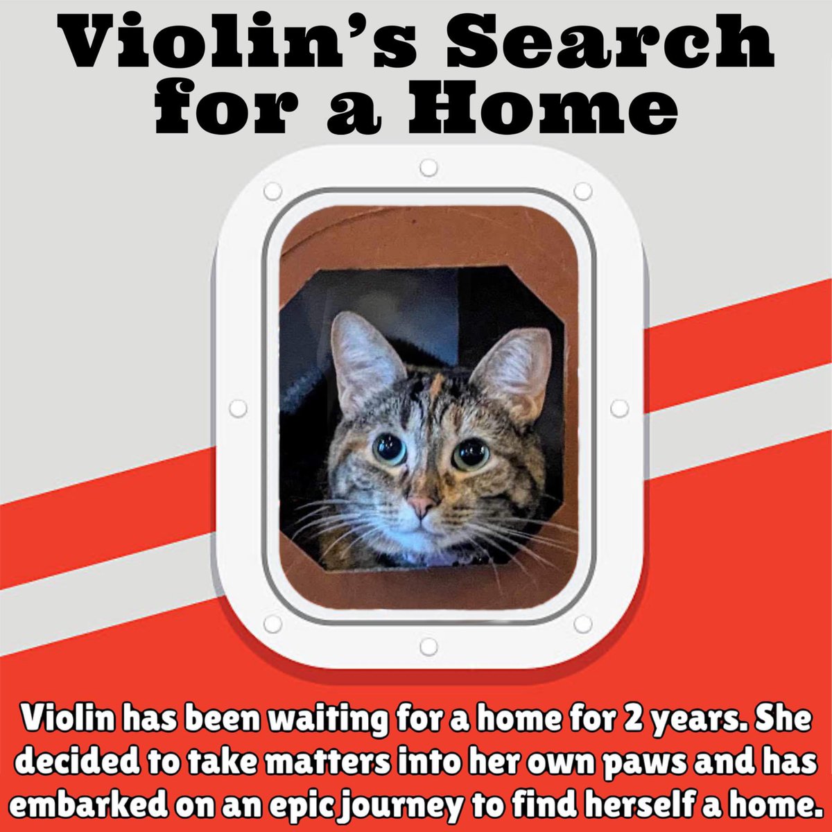 Take two! 

❤️❤️Loudoun County, VA. 2 years!!! 😿😿

VIOLIN 🎻 has just embarked on a worldwide quest to find a purr-manent home! Learn more about this beautiful kitty on their website and apply to adopt her today! #WhereisViolin #FeeWaived #adoptdontshop