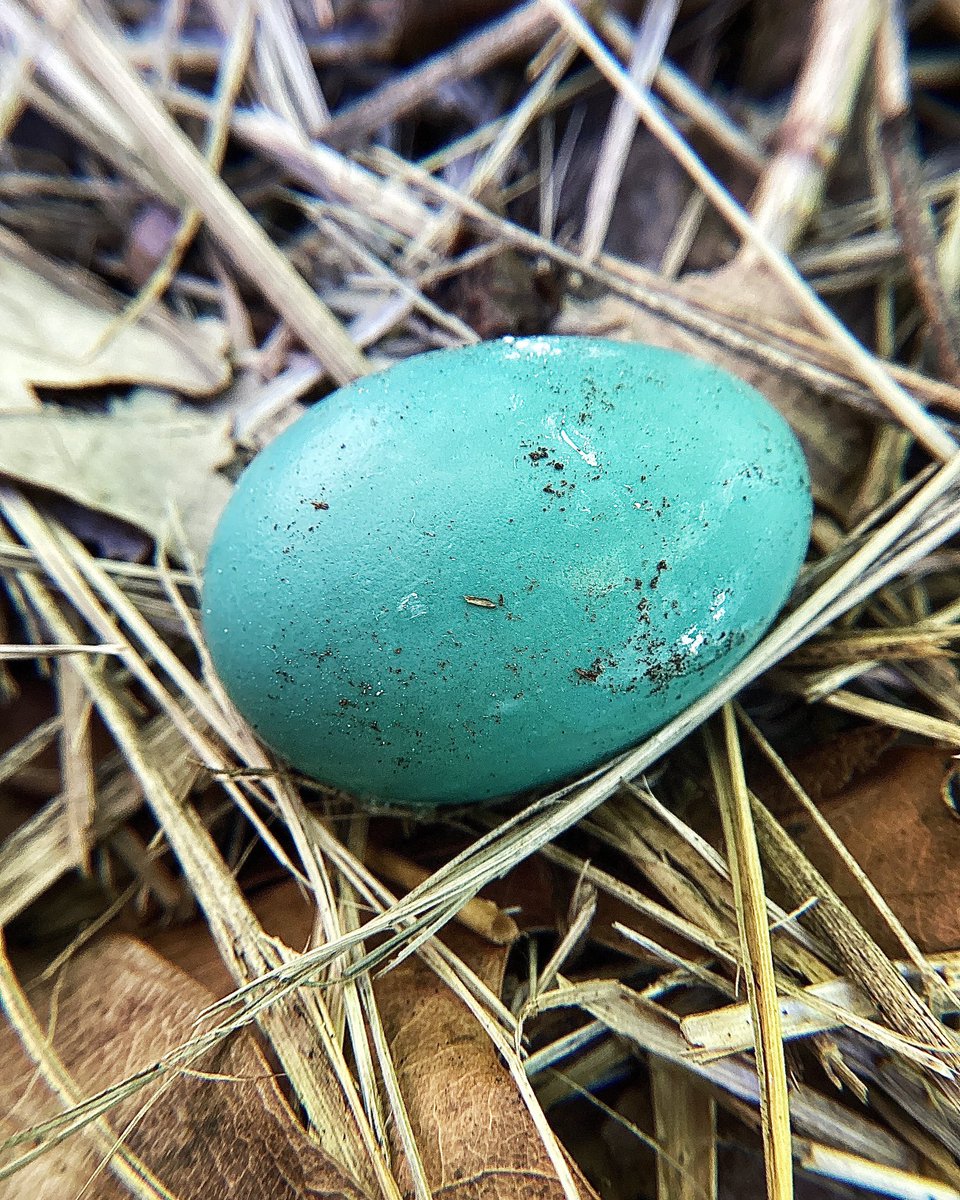 We love using macro lenses with our iPads in our middle school photography class. A student found an egg on the ground and we used the lenses to get a closer look. So beautiful! #winfield34 #AppleEDUchat