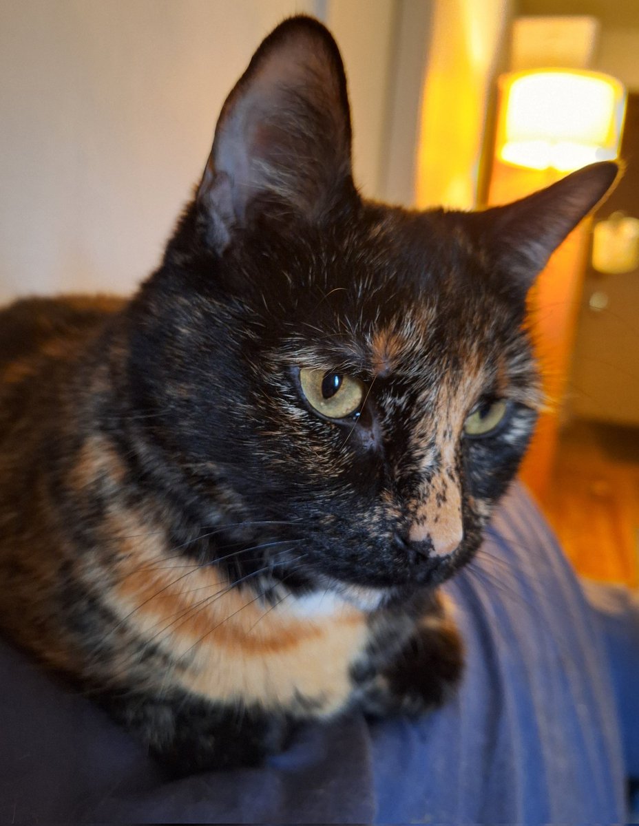 A certain #tortie. 🐈🐾
#CatsLover #サビ猫 #cats #KittyLoafMonday #kitty