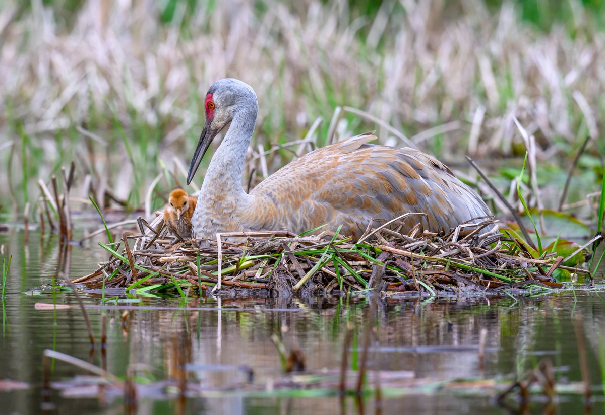 A two-day old Sandhill Crane romps around the floating nest, exploring the world while Mom keeps a close watch.