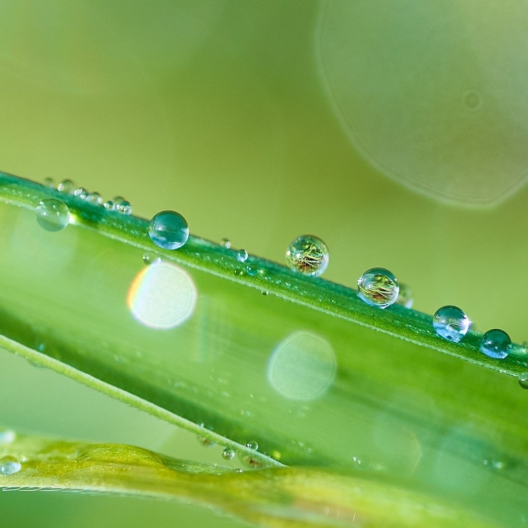 #写真好きな人と繋がりたい
#写真撮ってる人と繋がりたい
#水滴
#α7
#マクロレンズ