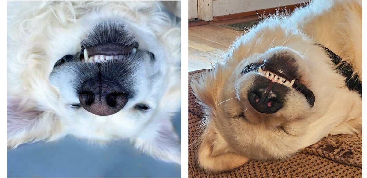 Hey, Waffles here.  Some people think I look like this famous internet guy - idk...not sure I see it. He is quite handsome though so maaaaaybe..