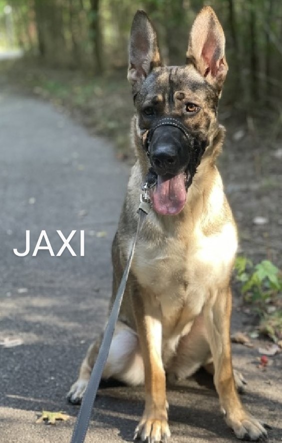 JAXI🩷 198638 #NYCACC Pic of JAXI taken by owner after a walk. Surrendered when owner became ill. She's a beautiful, 3 yr old German shepherd!😍 Friendly, sweet, playful, smart & protective!💞 Good w/strangers, kids, dogs & cats! Likes walks🦮 & baths💦 FOSTER/RESCUE #PLEDGE 🙏
