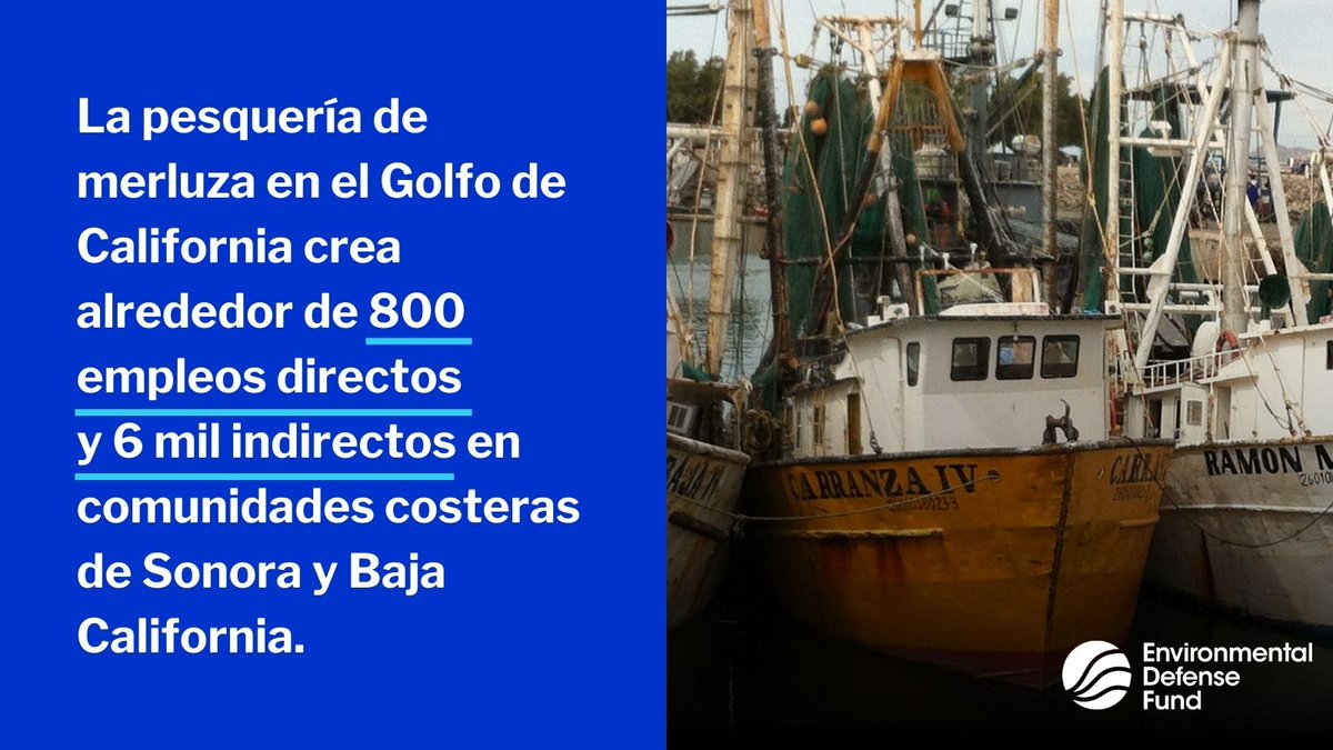 La pesquería de #merluza es fuente de bienestar para un gran número de familias en #Sonora y #BajaCalifornia. Es urgente establecer una NOM, un Plan de Manejo y un Comité Consultivo Multiactor para asegurar la continuidad de la pesquería. @Conapesca