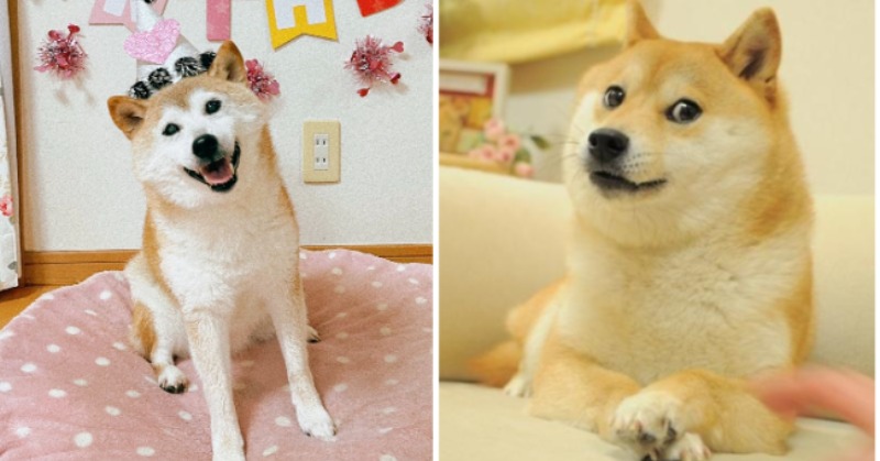 Kabosu, the shiba inu behind doge meme, turned 18 (90 doggo years!). Despite cataracts, the good girl attended her monument unveiling last year & recreated the iconic pose. Celebrating an internet legend who has brought much wow to the world! 😭