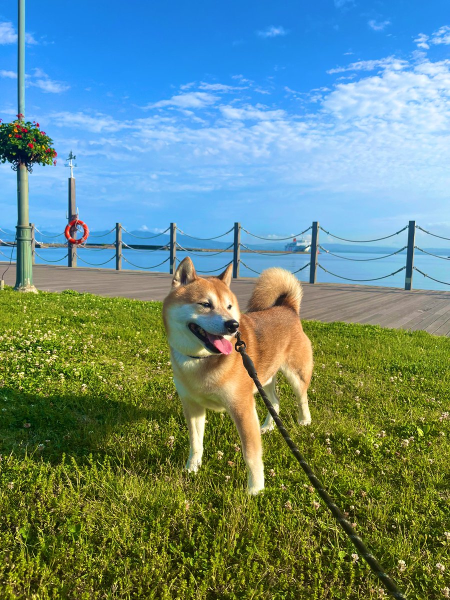 今日も元気いっぱい🐕✨✨✨