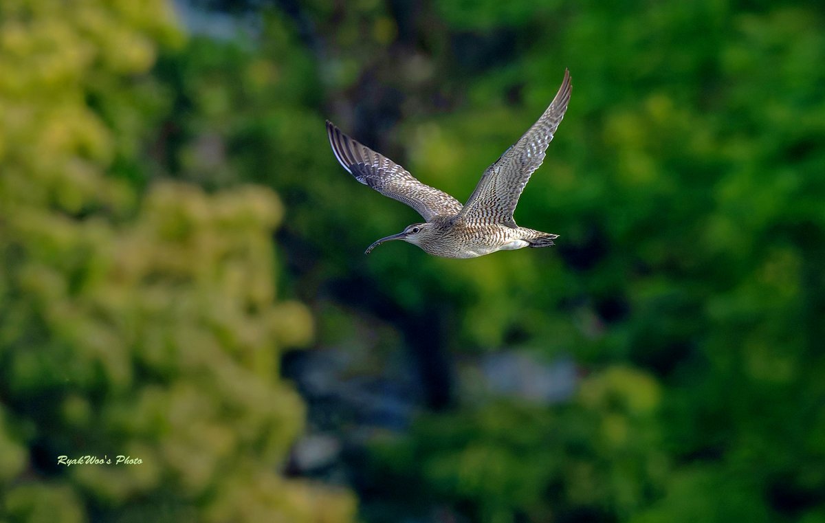 #Whimbrel  May 2024.