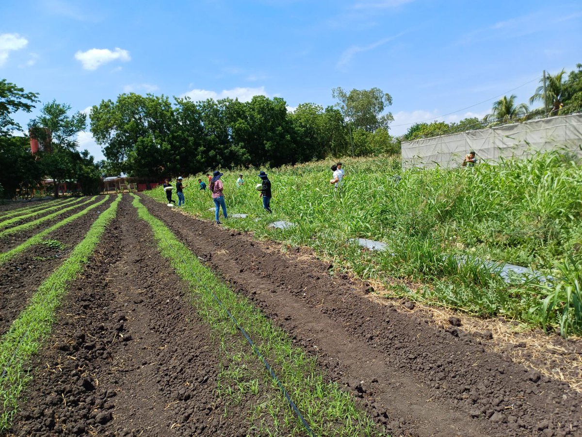 🔰Centro Tecnológico Naciones Unidad de 📍San Isidro Matagalpa, Estudiantes de Agropecuaria I año levantan la cosecha de 🍉 Sandía, en clases de prácticas y teóricas del Módulo de Manejo de Frutales 🍉🍍🥝 #Nicaragua #Frutas #4519LaPatriaLaRevolución 🔴⚫️