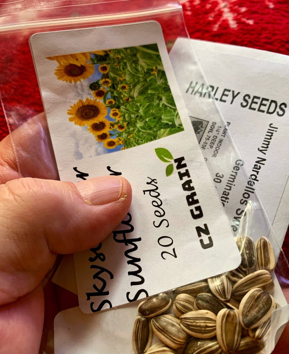 talltalestogo's tweet image. Promise

Open the packet. /
Each seed is a promise that /
waits for my hard work.
.
.
#promise #packet #seed #hard #work #my #poem #poetry #haiku #haiga #photo #senryu #talltalestogo #davidebooker #may #monday #050624 #2024