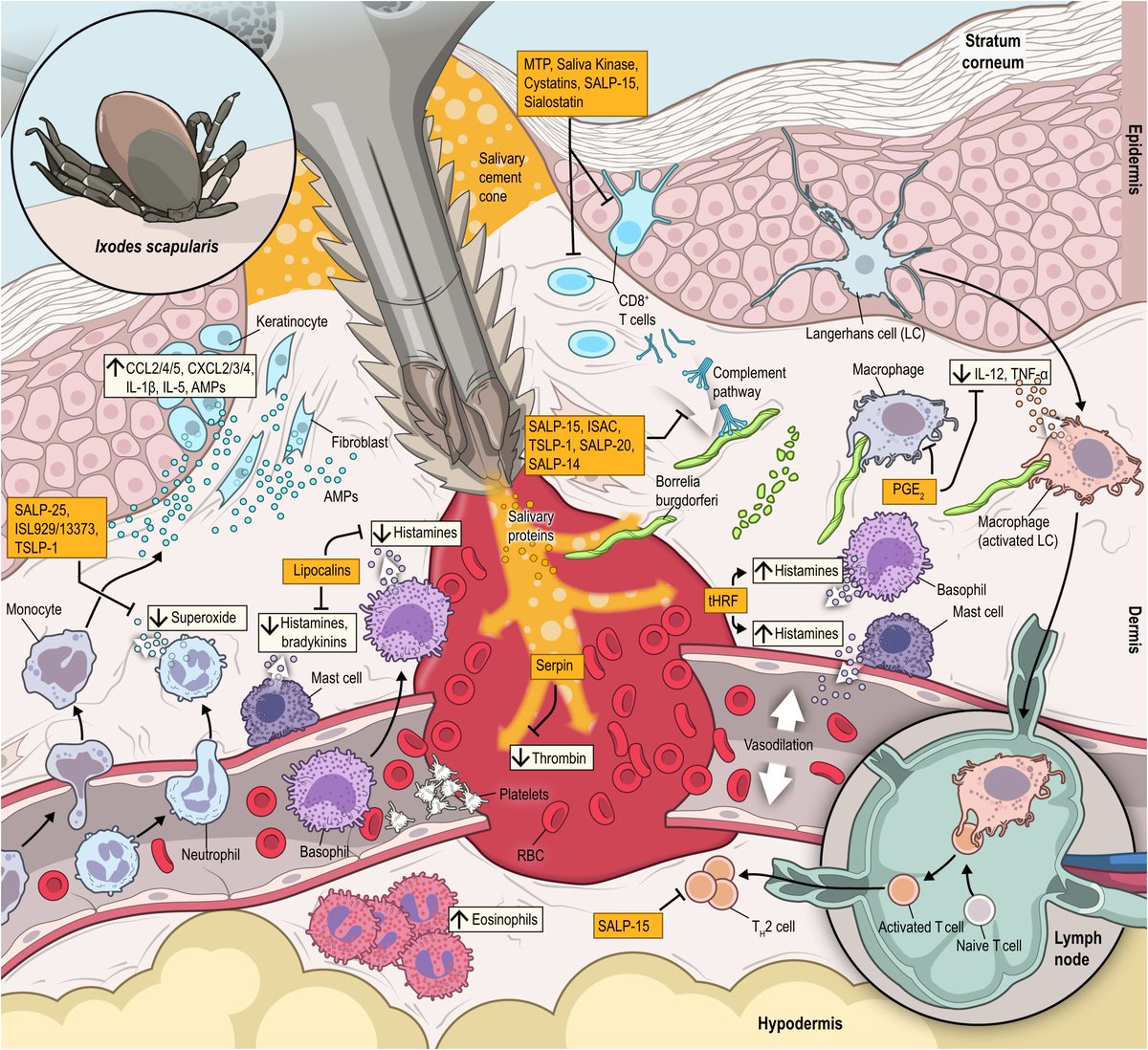 When science meets art. This is one of the most beautiful figures I have seen in a review. 

The link to the article is here: frontiersin.org/journals/tropi…