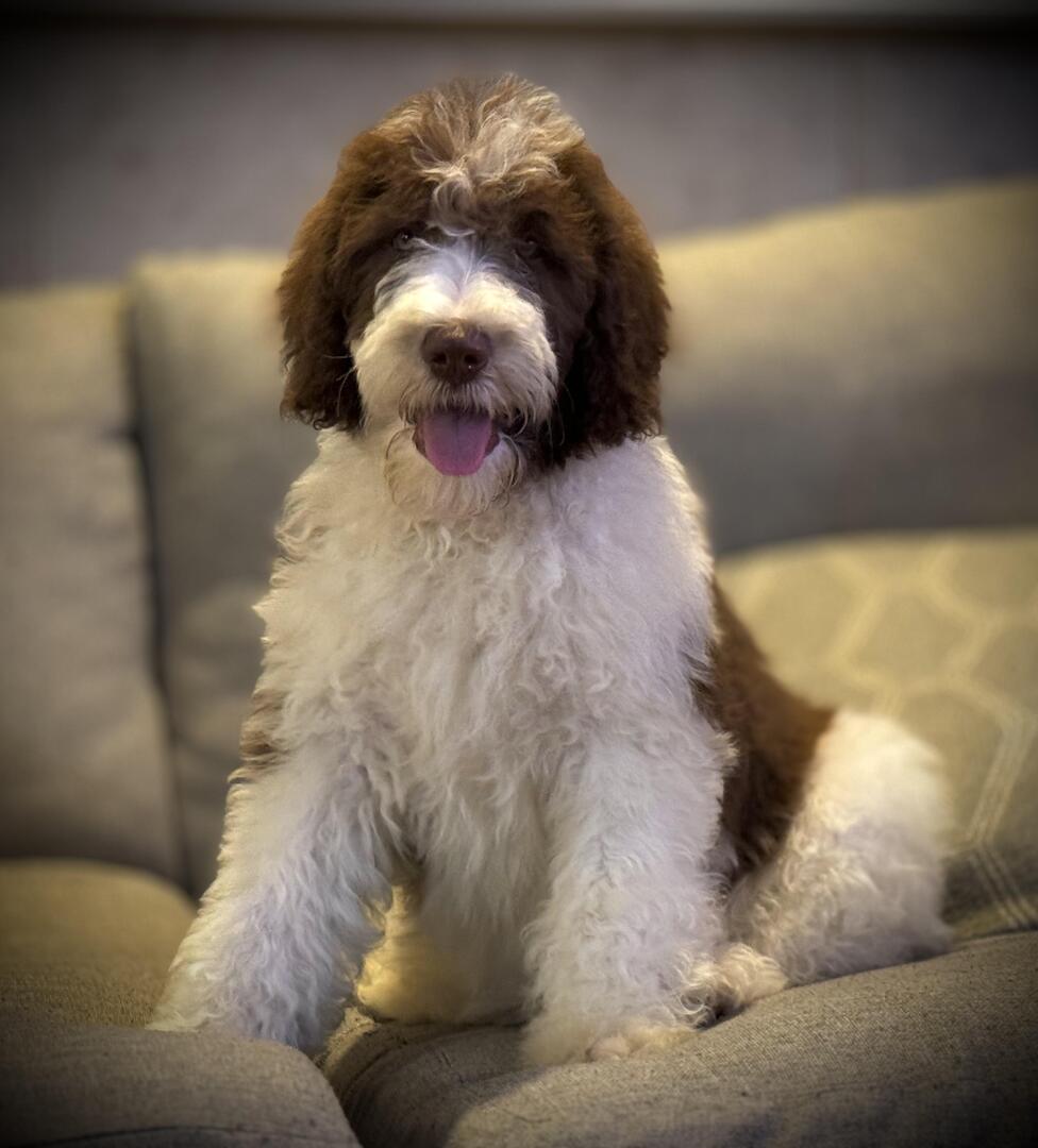 Our new pup, Oliver.
👉 amzn.to/43cNsKc
#dogs #ad #pets #adogslife #cutedogs #dogsoftwitter #iloveanimals #petlife #petsoftwitter #cute  #petlovers #dog #DogsOnTwitter #dogtwitter #dogoftheday #pet #petsontwitter #adorable #cute #cuteanimals