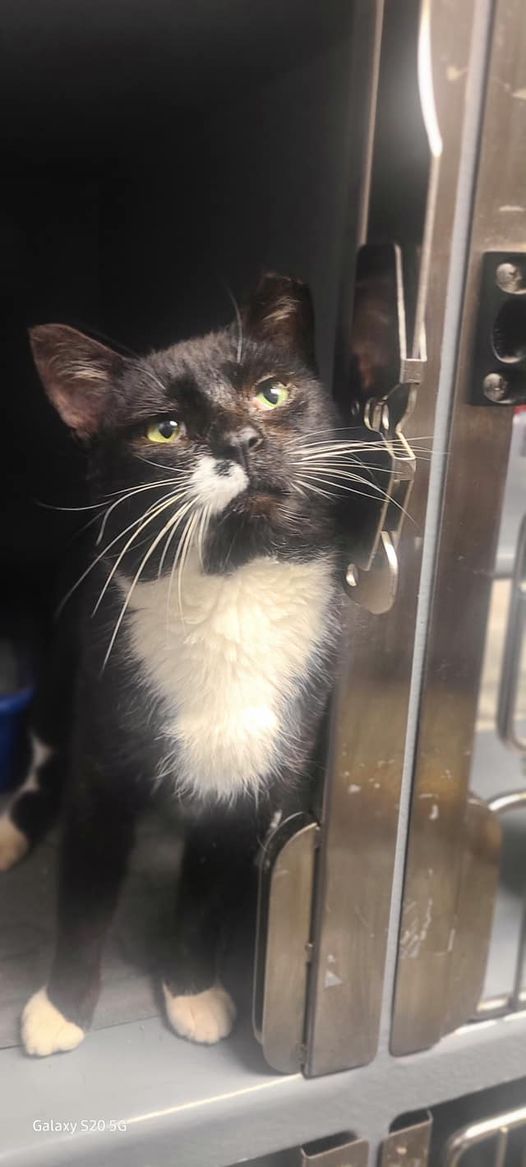 Introducing sweet Wilson! Wilson is one and a half years old! Very friendly, loves attention and loves to snuggle! If interested, he is located at Petsmart in West Long Branch, NJ rescueridge.com/cat-adoption-a… Monmouth County, NJ #catrescue #catadoption #adoptdontshop #savealife